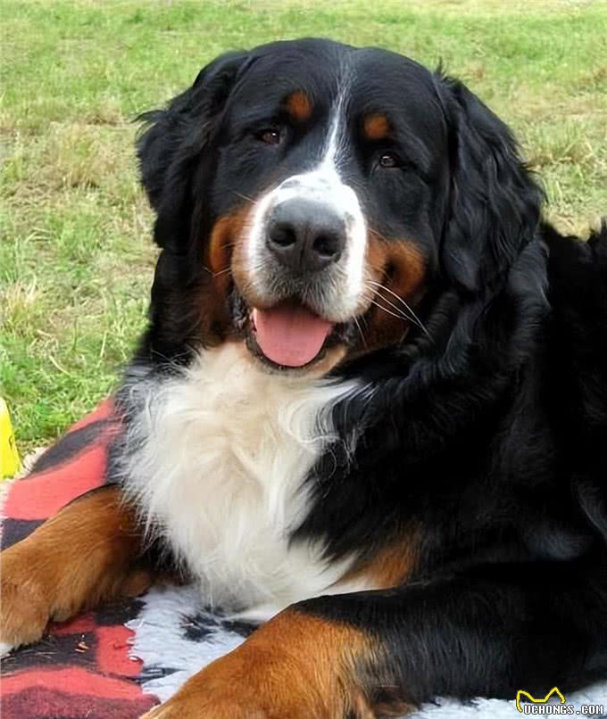 有一说一，养一只伯恩山犬，那是真的有意思