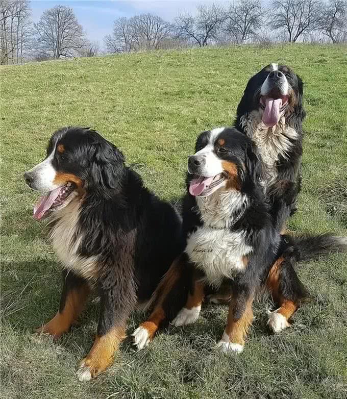 有一说一，养一只伯恩山犬，那是真的有意思