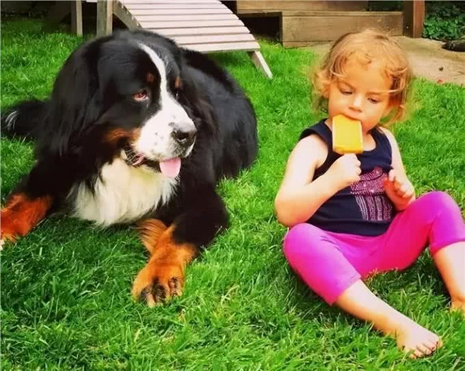 有一说一，养一只伯恩山犬，那是真的有意思