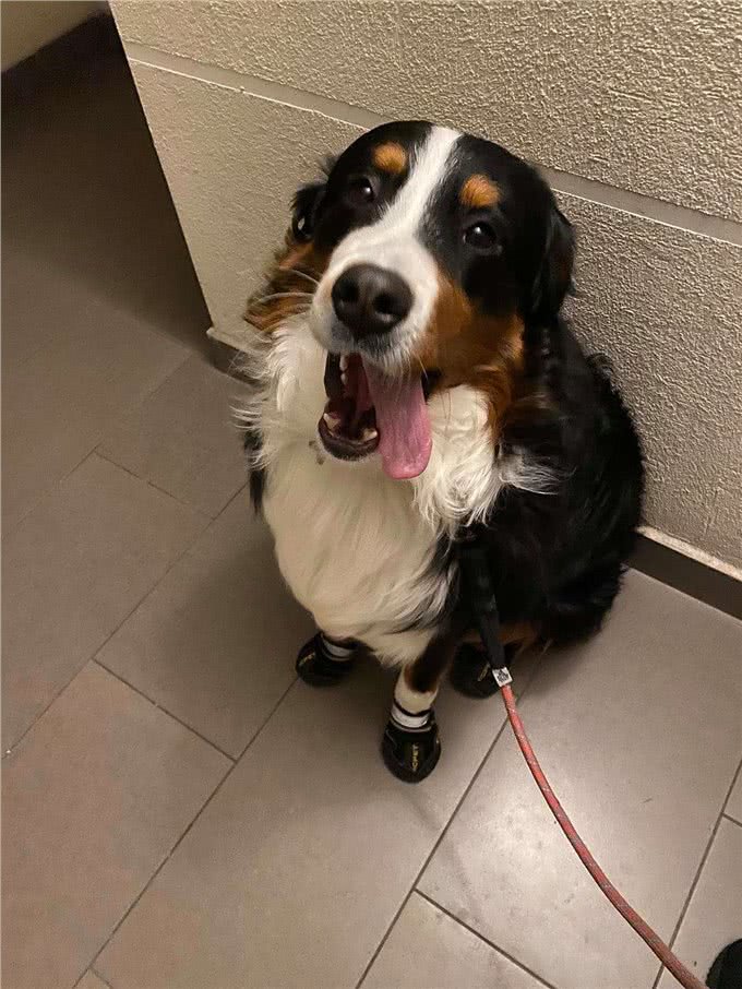 有一说一，养一只伯恩山犬，那是真的有意思