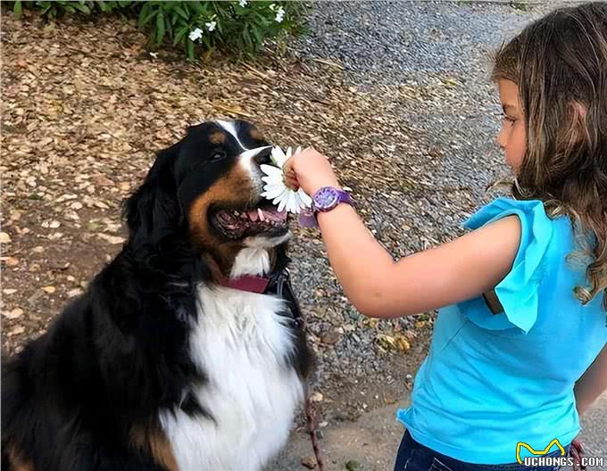 有一说一，养一只伯恩山犬，那是真的有意思