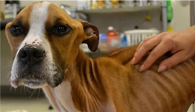 狗狗光吃不胖?或许原因是这几个