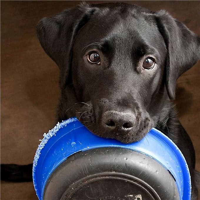 狗狗光吃不胖?或许原因是这几个