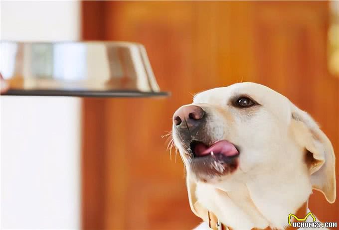 狗狗光吃不胖?或许原因是这几个