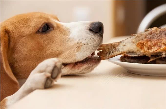 狗狗光吃不胖?或许原因是这几个