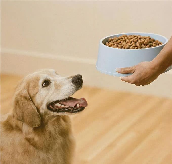 狗狗光吃不胖?或许原因是这几个