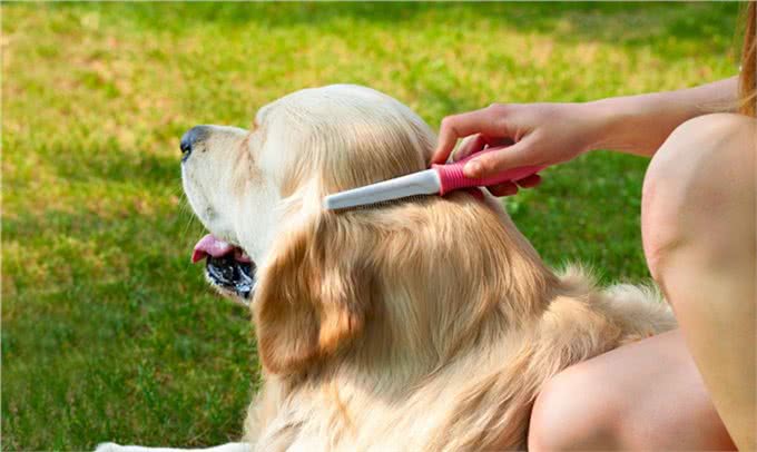 给狗狗梳毛，也可以很讲究