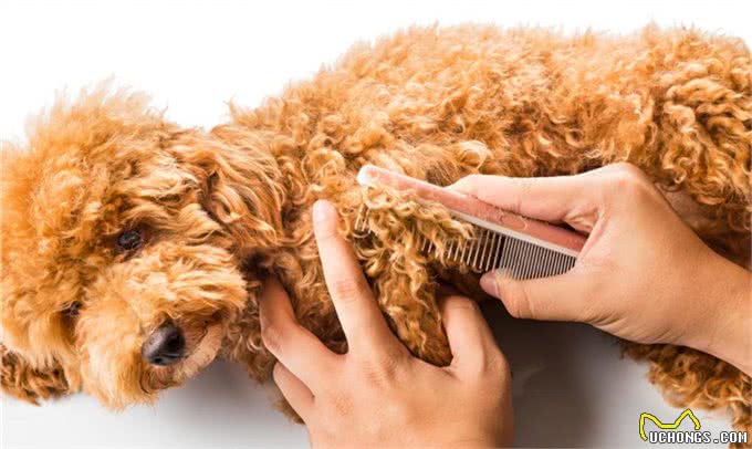 给狗狗梳毛，也可以很讲究
