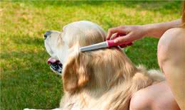 给狗狗梳毛，也可以很讲究