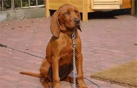 世界三大动物嗅觉排行榜，寻血猎犬能够追踪超过14天的气味