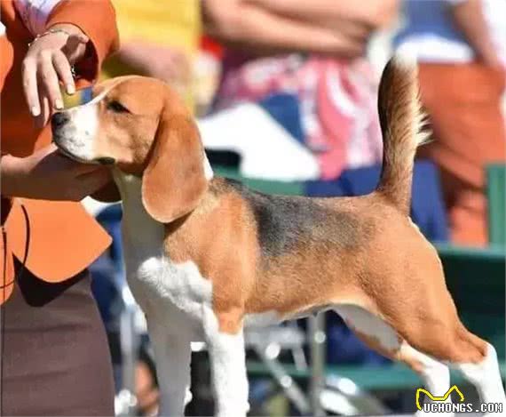 世界三大动物嗅觉排行榜，寻血猎犬能够追踪超过14天的气味