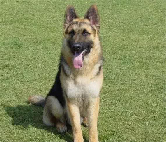 世界三大动物嗅觉排行榜，寻血猎犬能够追踪超过14天的气味