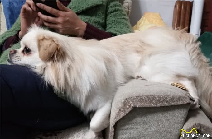 狗更听女主人的命令，是两种原因造成的，想让它听话要爱护它