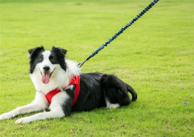 狗更听女主人的命令，是两种原因造成的，想让它听话要爱护它