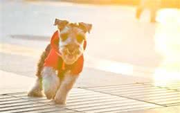 狗更听女主人的命令，是两种原因造成的，想让它听话要爱护它