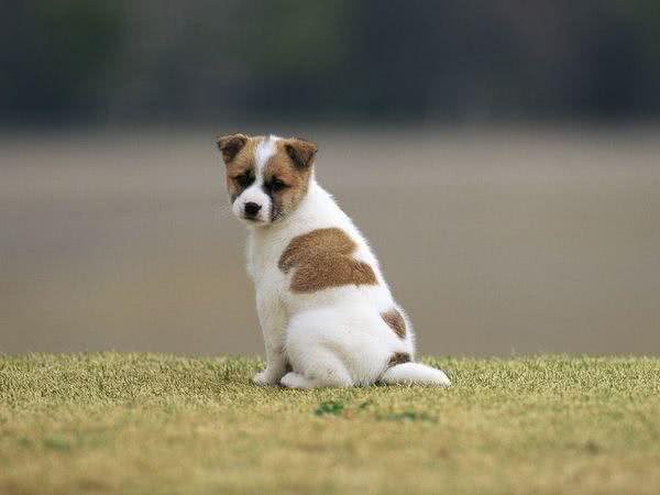 狗一般寿命多长?宠物犬可以养多久?