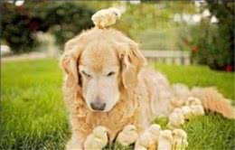 狗狗掉毛的几种原因及护理