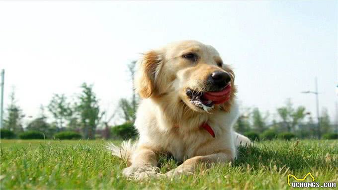 狗狗最怕的5件事，宠主们了解多少?