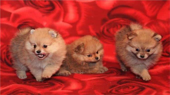 狗狗最怕的5件事，宠主们了解多少?