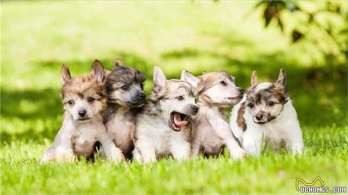 狗狗最怕的5件事，宠主们了解多少?