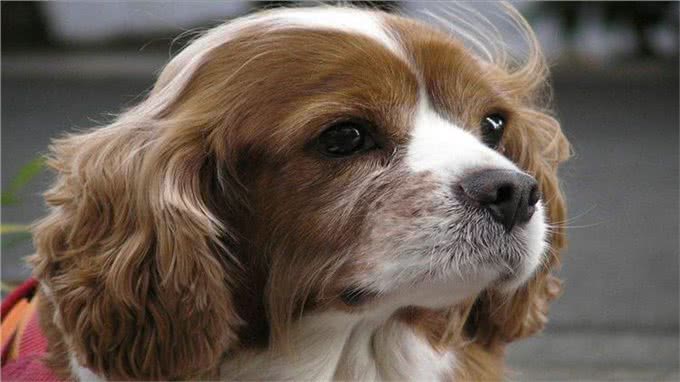 狗狗最怕的5件事，宠主们了解多少?