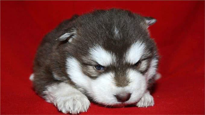 狗狗最怕的5件事，宠主们了解多少?