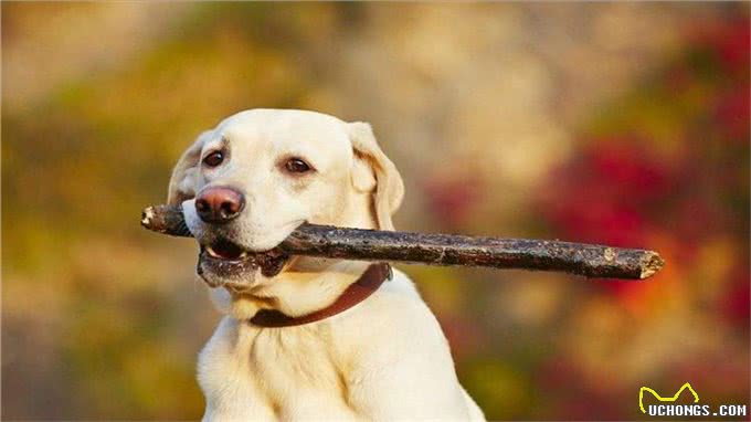 狗狗最怕的5件事，宠主们了解多少?