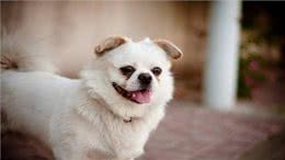 狗狗最怕的5件事，宠主们了解多少?