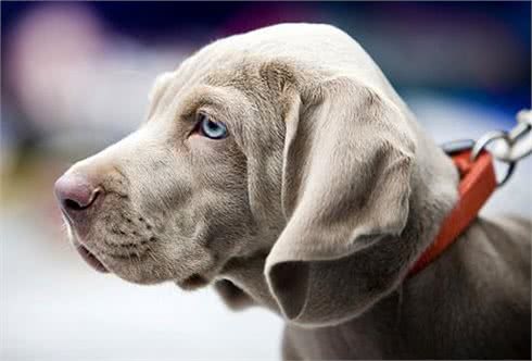 狗狗会晕车吗?要怎么缓解?