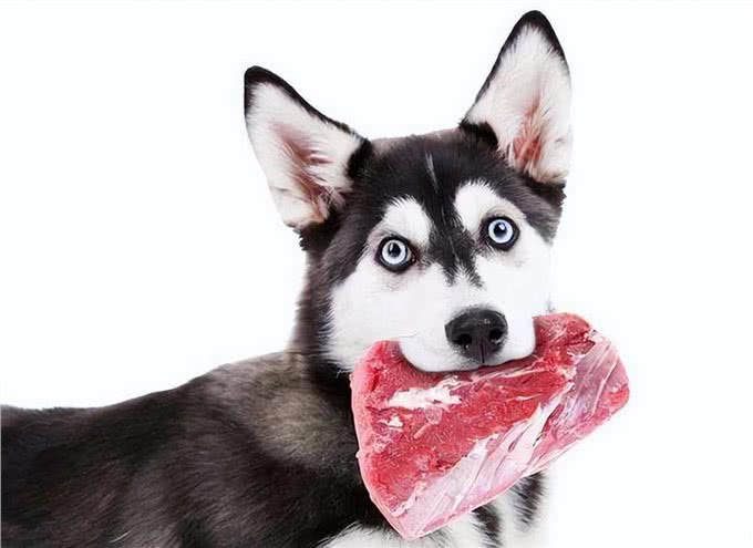 狗狗能吃什么肉?这几种肉,很适合它吃!