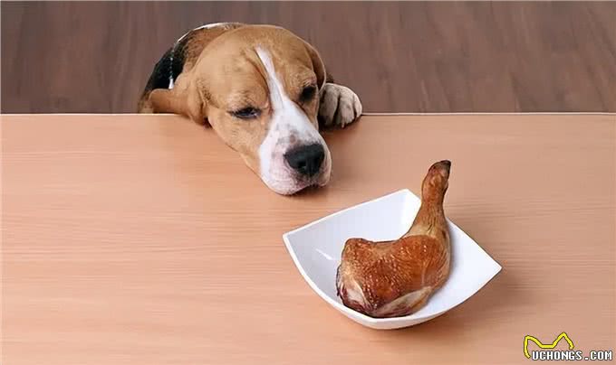 狗狗能吃什么肉?这几种肉,很适合它吃!