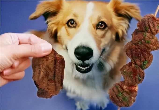 狗狗能吃什么肉?这几种肉,很适合它吃!