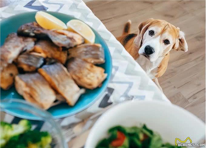 狗狗能吃什么肉?这几种肉,很适合它吃!