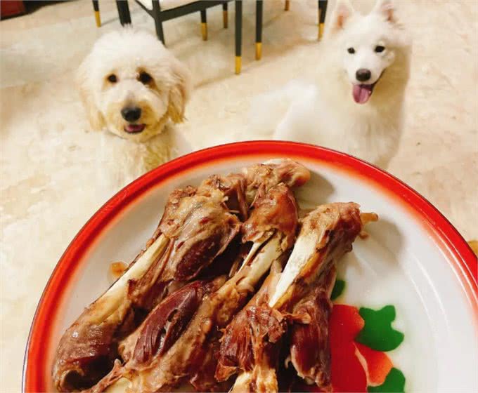 狗狗能吃什么肉?这几种肉,很适合它吃!