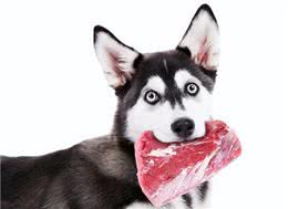 狗狗能吃什么肉?这几种肉，很适合它吃!