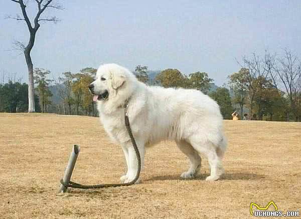 工作犬之资料|人类的好朋友好帮手