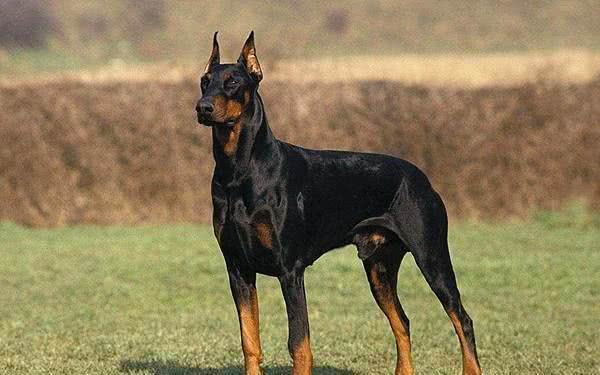 工作犬之资料|人类的好朋友好帮手