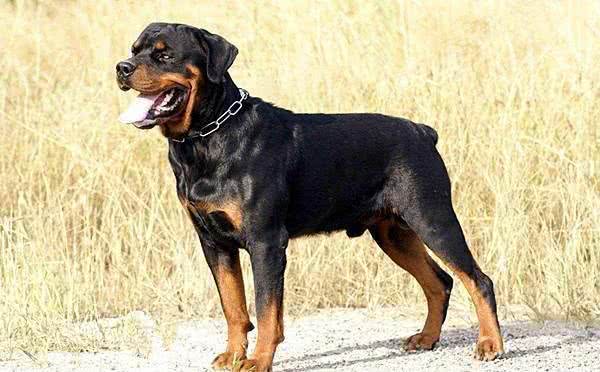 工作犬之资料|人类的好朋友好帮手