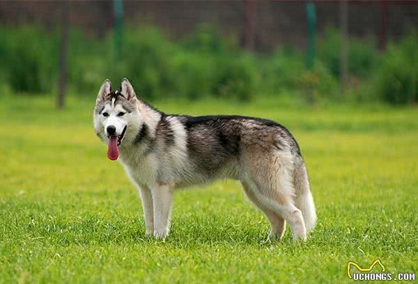 工作犬之资料|人类的好朋友好帮手