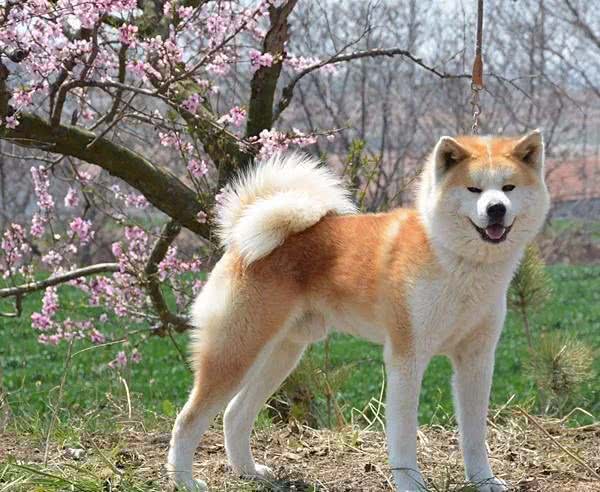 工作犬之资料|人类的好朋友好帮手