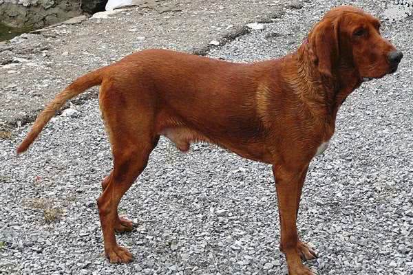 工作犬之资料|人类的好朋友好帮手