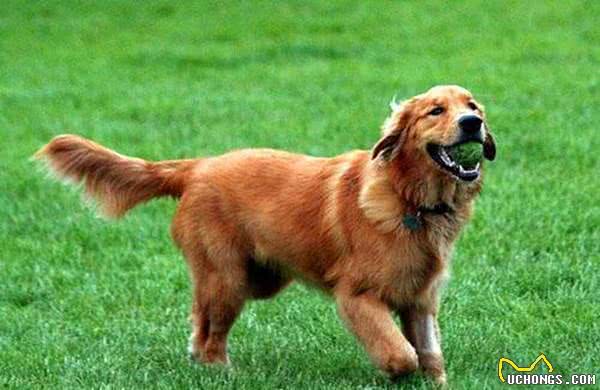 工作犬之资料|人类的好朋友好帮手