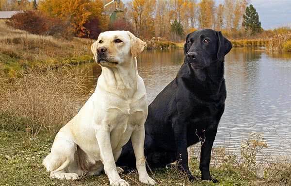 工作犬之资料|人类的好朋友好帮手