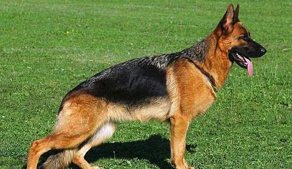 工作犬之资料|人类的好朋友好帮手