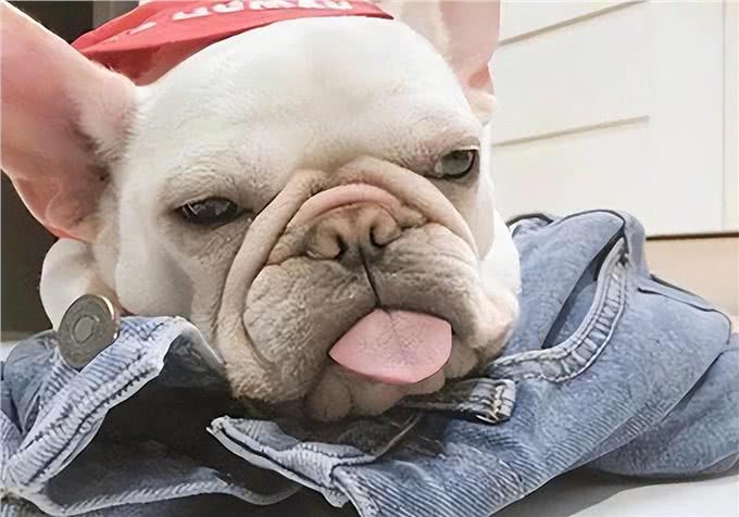 生活小妙招:养狗，如何轻松去除家里的味道?