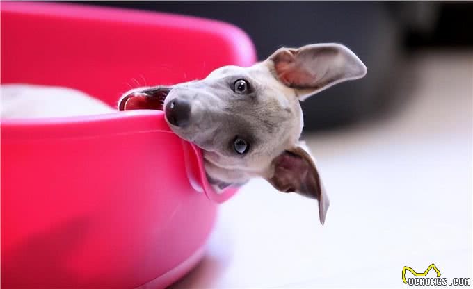 生活小妙招:养狗,如何轻松去除家里的味道?