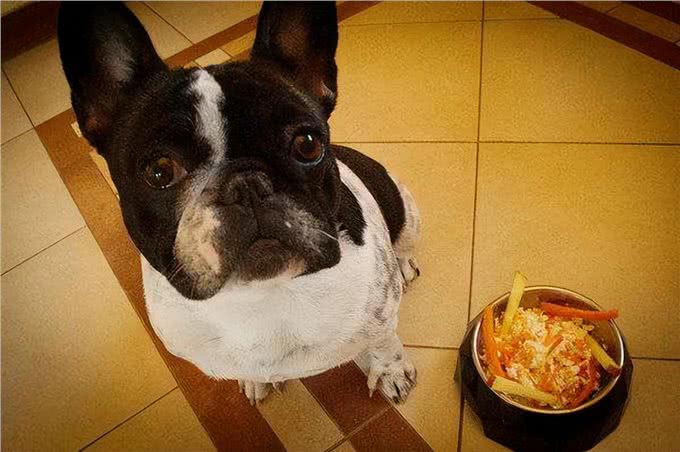 生活小妙招:养狗,如何轻松去除家里的味道?