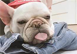 生活小妙招:养狗，如何轻松去除家里的味道?