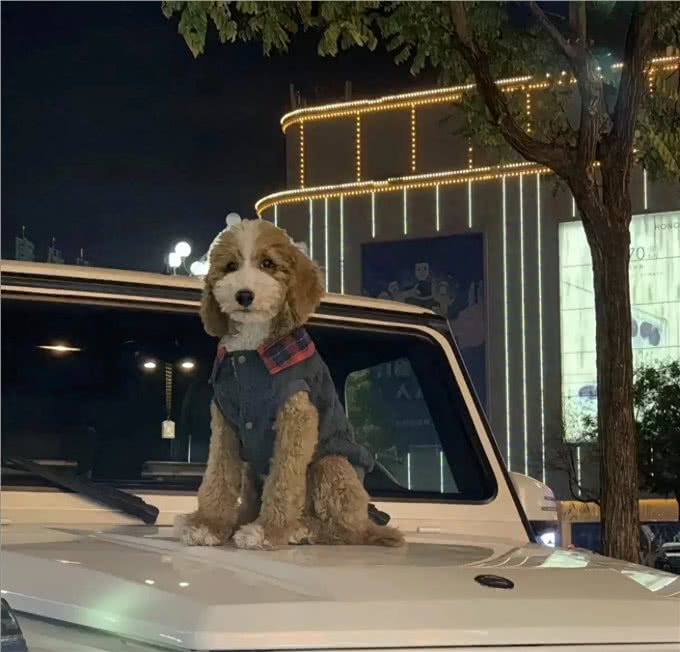 思考良久…终究还是它拿下了,不掉毛?大型犬的乐趣,简直神迹!