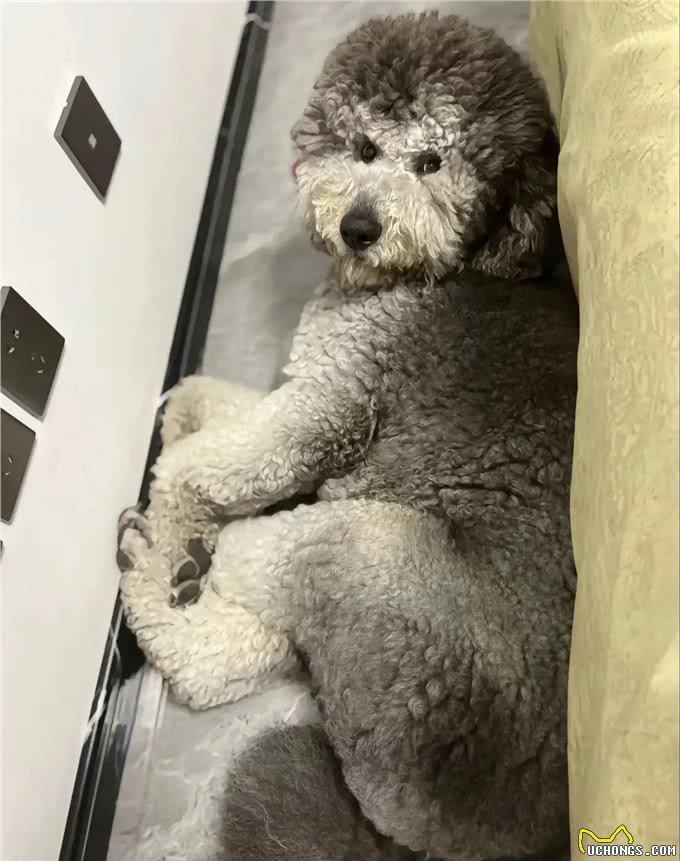 思考良久…终究还是它拿下了,不掉毛?大型犬的乐趣,简直神迹!